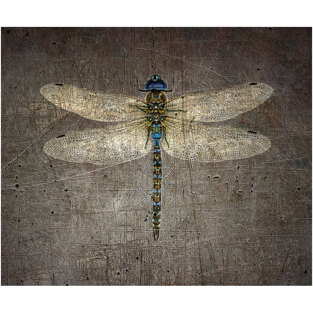 Dragonfly Metal Wall Print Dragonfly on Distressed Stone Background Printed on Rectangular Eco-Friendly Recycled Aluminum