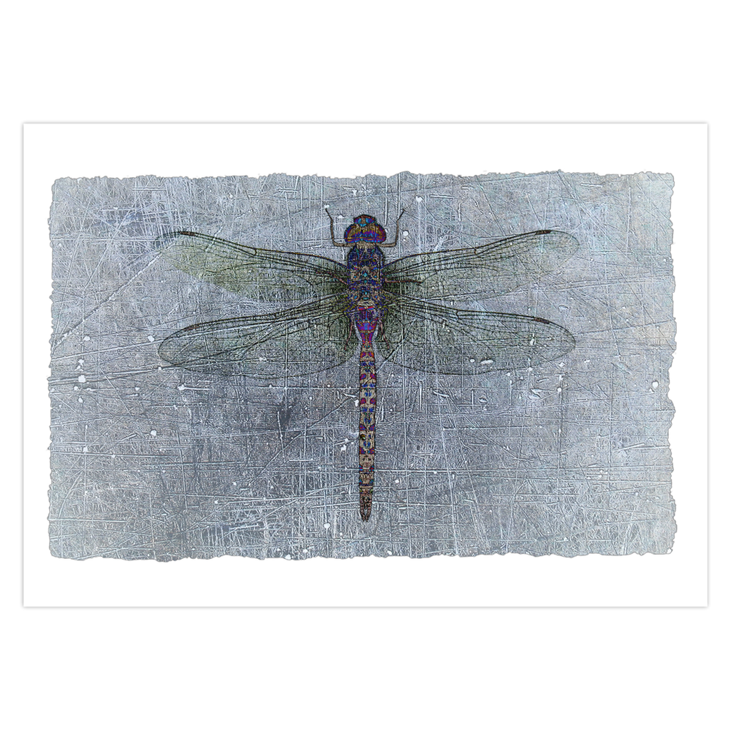 Dragonfly Print Greeting Cards Blue Gray Dragonflies Stationery and Blank Cards