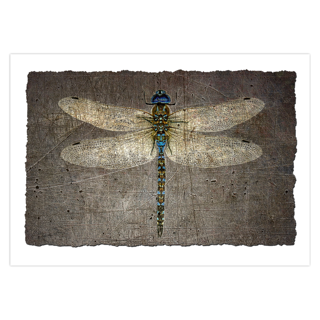 Dragonfly Themed Stationery Gray Dragonfly Blank Greeting Cards with Envelopes