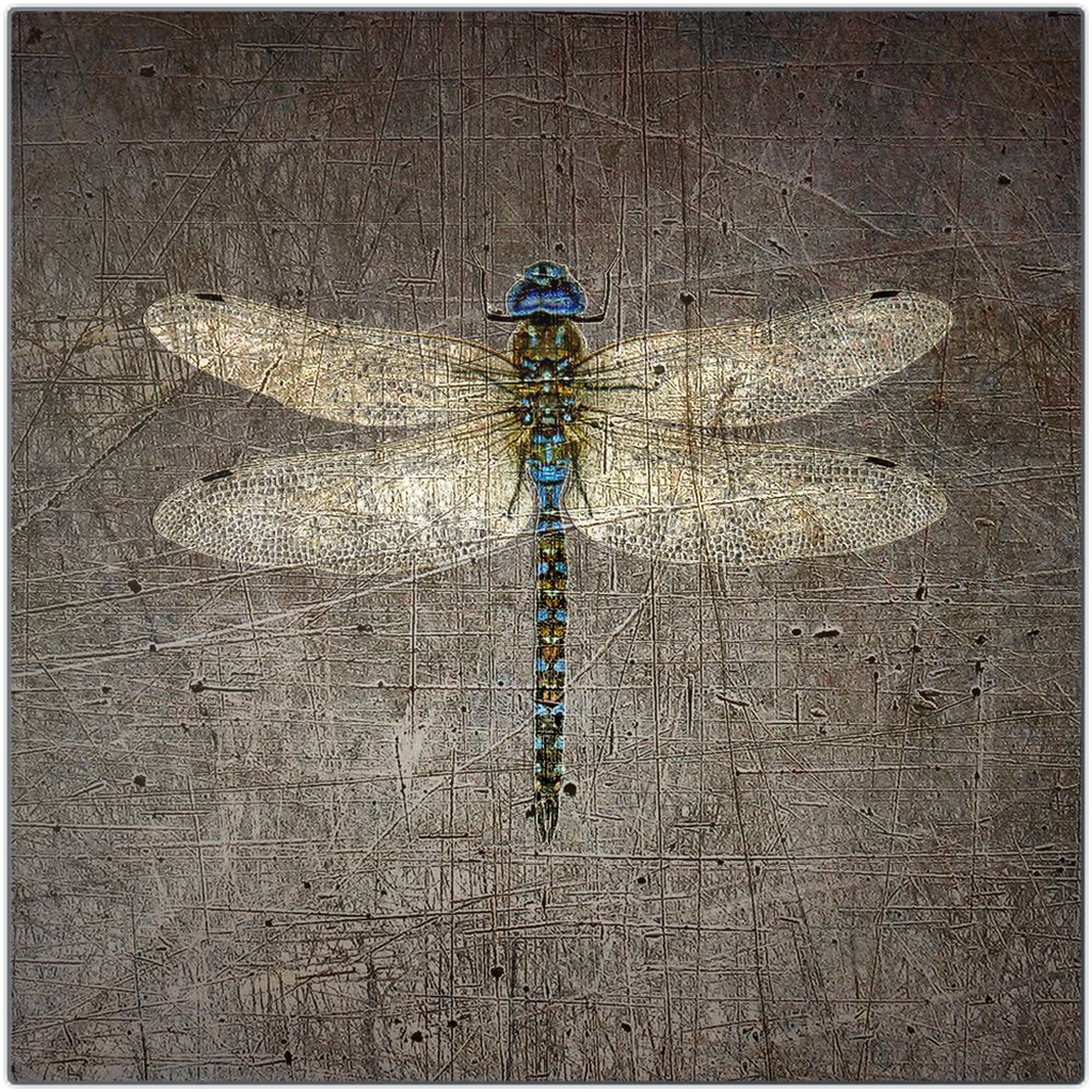 Dragonfly on Distressed Stone Background Printed on Eco-Friendly Recycled Aluminum 2 sizes available